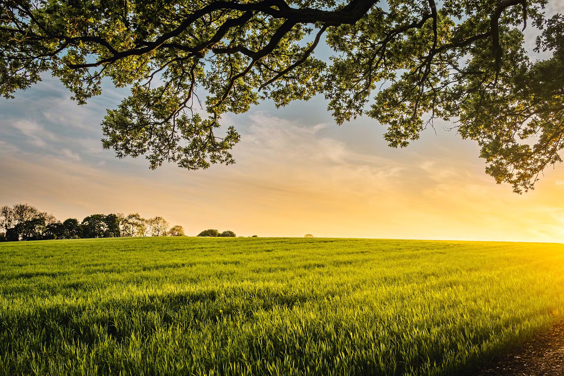 Campo agrícola ao por do sol